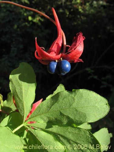 Image of Tropaeolum speciosum (Coralito / Quintralito / Voqui). Click to enlarge parts of image.